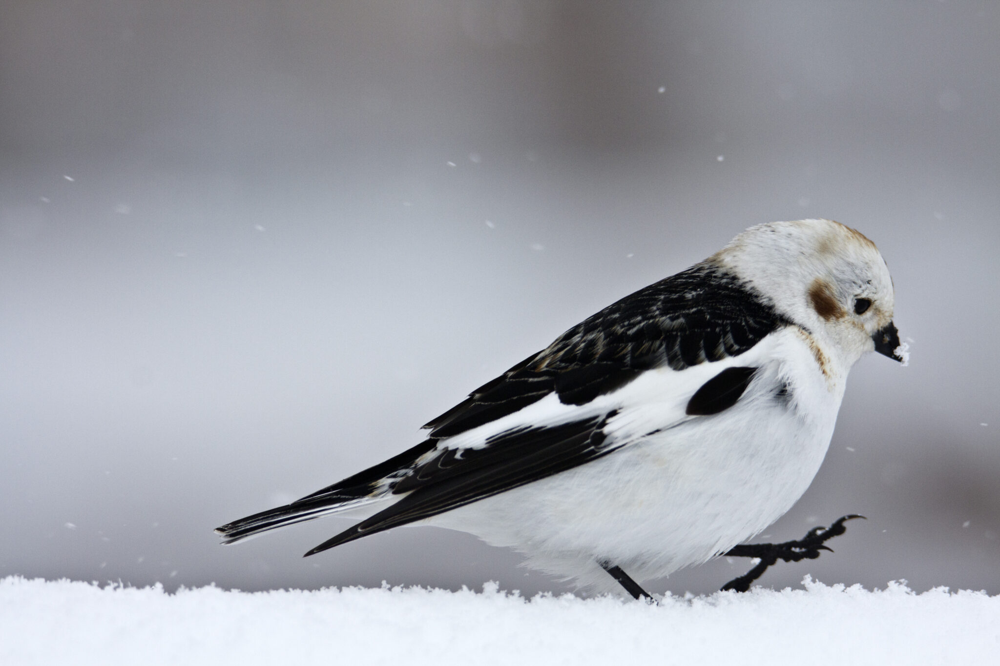 Wildlife - Cairngorm Mountain