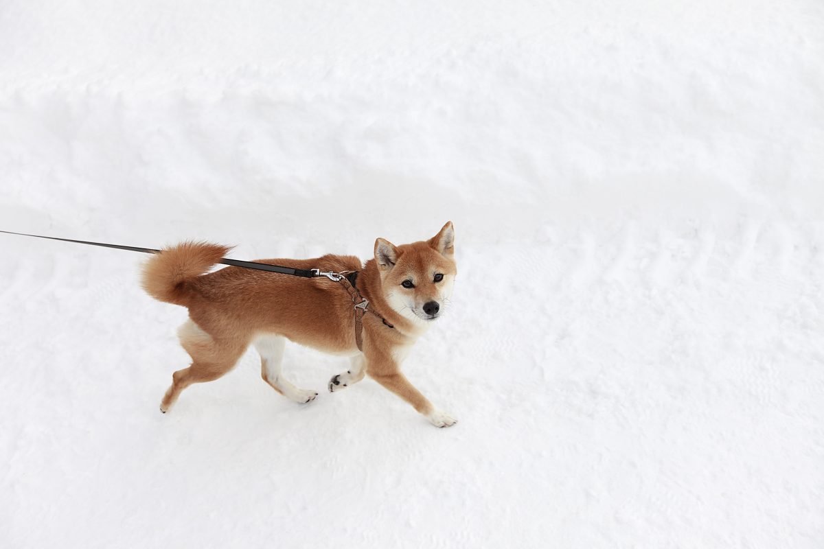 Dog on lead in snow